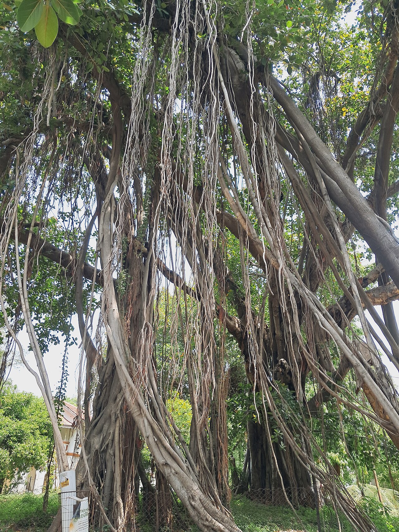 A mature banyan tree with long aerial roots